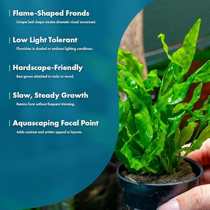 Live Plants - Java Fern ‘Flaming’ (Microsorum pteropus 'Flaming') - Low to Medium Light, Bright Green Accent Aquatic Plant, Midground Placement - Rhizome Growth - Pot, 5 Pack