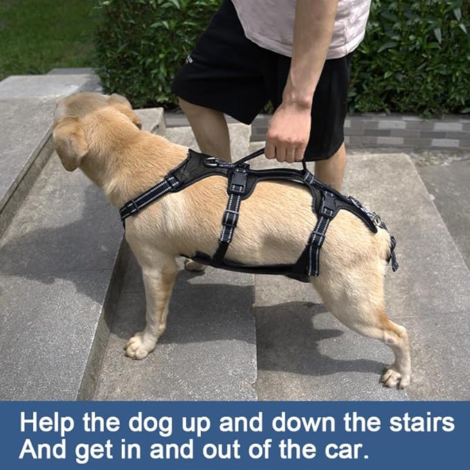 Coodeo Dog Lift Harness, Support & Recovery Sling, Pet Rehabilitation Lifts Vest Adjustable Breathable Straps for Old, Disabled, Joint Injuries, Arthritis, Paralysis Dogs Walk (Black,M)