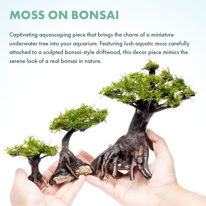 Live Planted Bonsai - Java Moss on Bonsai Driftwood - Bright Green Aquascaping Decor for Freshwater Aquariums - Large