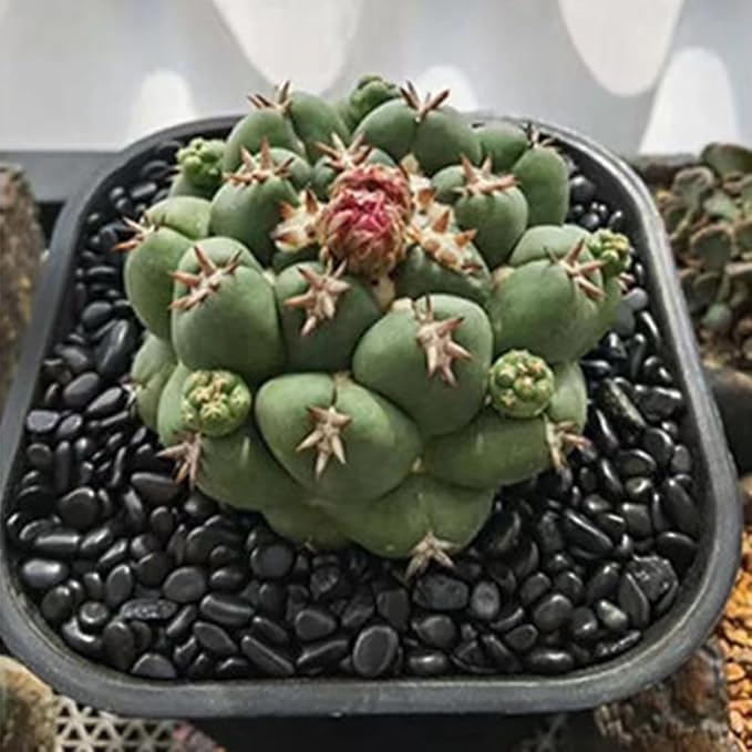 HappyFiller 18 LB Black Pebbles Decorative Polished Terrarium Rocks Stones for Aquarium,Fish Turtle Tank,Fountain,Plants Top Dressing,Cactus,Succulents,Garden Landscaping,0.8-1.6 Inch