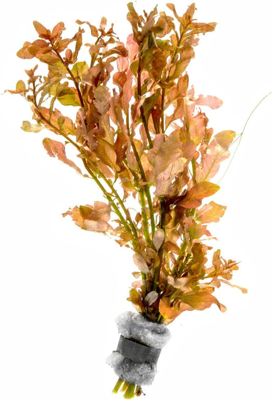 SubstrateSource Live Aquarium Stem Plants - Freshwater Aquatic Plant for Fish Tanks, Aquascaping - (Needle Leaf Ludwigia Arcuata, 1 Bunch)