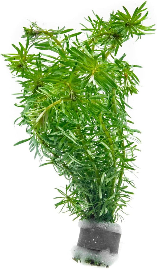 Live Aquarium Stem Plants - Freshwater Aquatic Plant for Fish Tanks, Aquascaping - (Rotala Bossii, 1 Bunch)