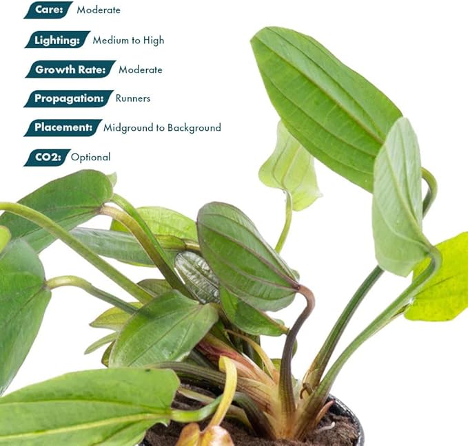 Live Plants - Echinodorus ‘Horizontalis Variegated’ - Moderate to High Light, Green Variegated Accent, Midground to Background, Freshwater Aquatic Plant - Pot