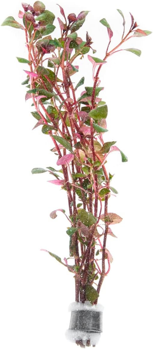 Live Aquarium Red Stem Plants - Freshwater Aquatic Plant for Fish Tanks, Aquascaping - (Ludwigia Natans Super, 4 Bunches)