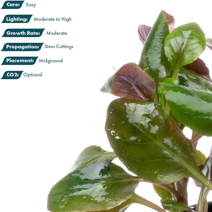 Live Plants - Cardinal Flower (Lobelia cardinalis) - Moderate to High Light Aquarium Display, Bright Green Accent, Midground Placement for Aquascaping, Stem Aquatic Plant - Pot