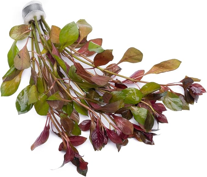 Live Aquarium Stem Plants - Freshwater Aquatic Plant for Fish Tanks, Aquascaping - (Diamond Ludwigia Peruensis, 4 Bunches)
