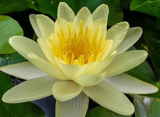 Live Hardy Water Lily Tubers Rhizomes Bulb Seed Nymphaea Aquatic Pond Plants Water Gardens Pre-Grown Flower in White Pink Red Yellow Orange Blue Purple (1, Yellow Hardy Pond Lily)
