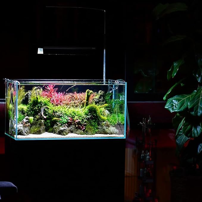 Live Aquarium Red Stem Plants - Freshwater Aquatic Plant for Fish Tanks, Aquascaping - (Rotala Rotundifolia, 1 Bunch)