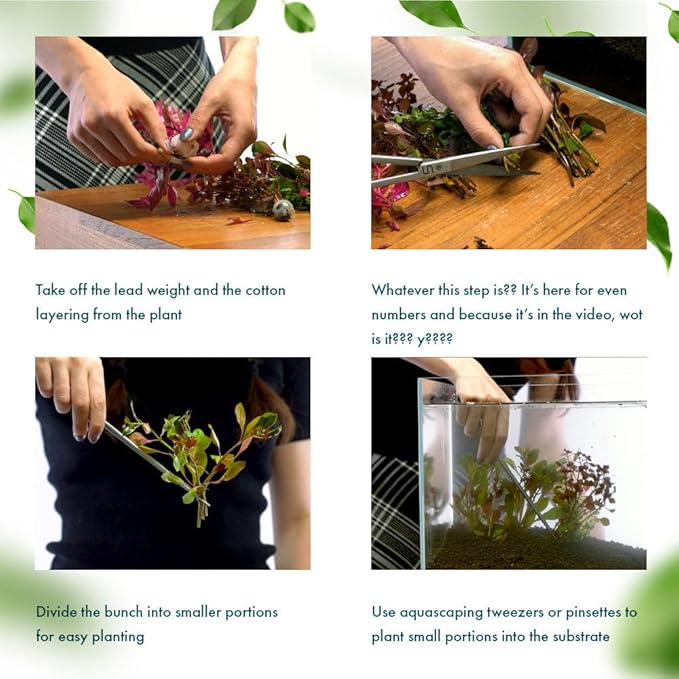 Live Plant - Nomaphila Stricta - Easy Care, Moderate to High Light, Green Accent, Freshwater Aquatic Plant for Aquascaping - Lead Bunch