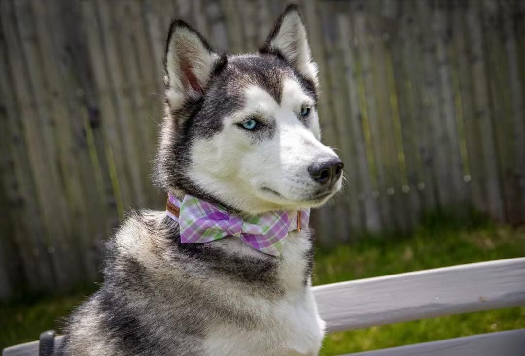 Elegant Plaid Collar With Cute Bow for X-Small Puppy and Cat