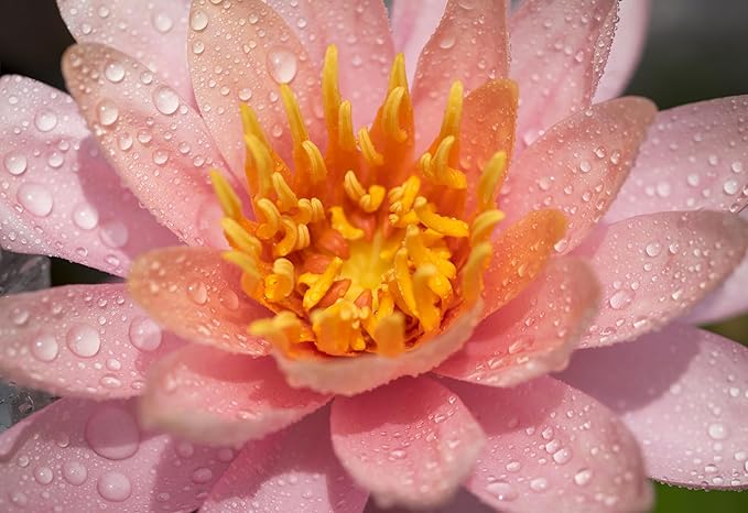 Live Hardy Water Lily Tubers Rhizomes Bulb Seed Nymphaea Aquatic Pond Plants Water Gardens Pre-Grown Flower in White Pink Red Yellow Orange Blue Purple (1, Peach Hardy Pond Lily)