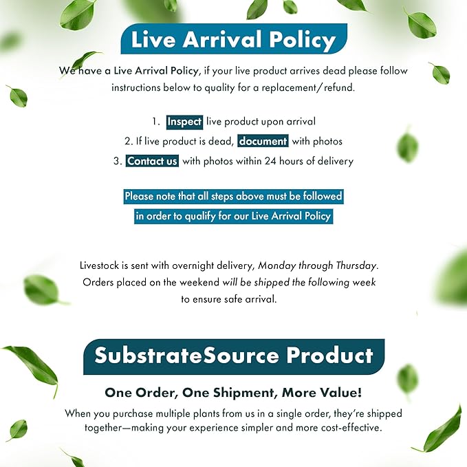 Live Plant - Ludwigia Ovalis - Easy Care, Moderate to High Light, Green to Orange Accent, Freshwater Aquatic Plant for Aquascaping - Lead Bunch