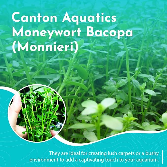 Live Aquarium Moneywort Bacopa (Monnieri) Plants - Long Lasting & Easy to Maintain - Removing Excess Nitrates - Promote High Water Quality - Stunning Appearance - Potted