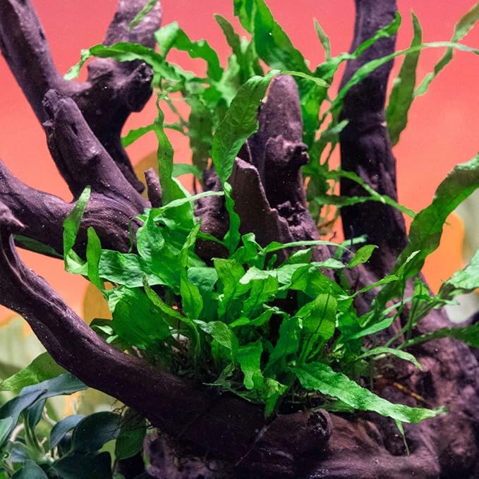Java Fern Live Aquarium Plants - Potted Freshwater Plant for Fish Tanks - Beginner Friendly, Low Light (Narrow Mini, 1 Pot)
