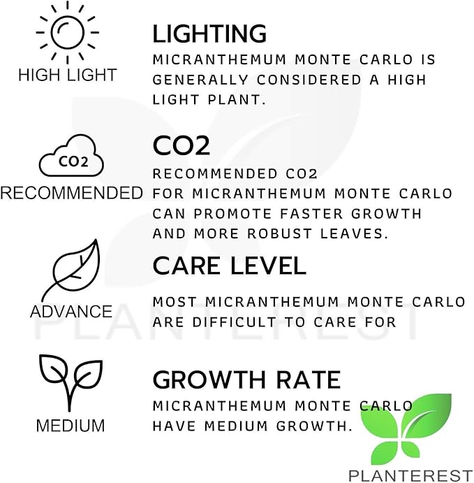 Micranthemum Monte Carlo Compact Tissue Culture Vitro Cup Freshwater Carpet Live Aquarium Plants Decoration BUY2GET1FREE