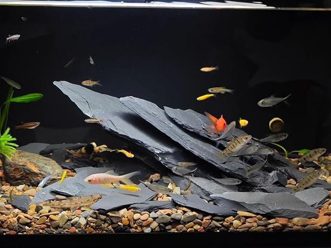 Natural Slate Stone Rocks 2 to 6 inch Aquariums Stone for Aquascaping,Terrariums,Reptile Enclosures,Paludariums, and Gardens-10lb