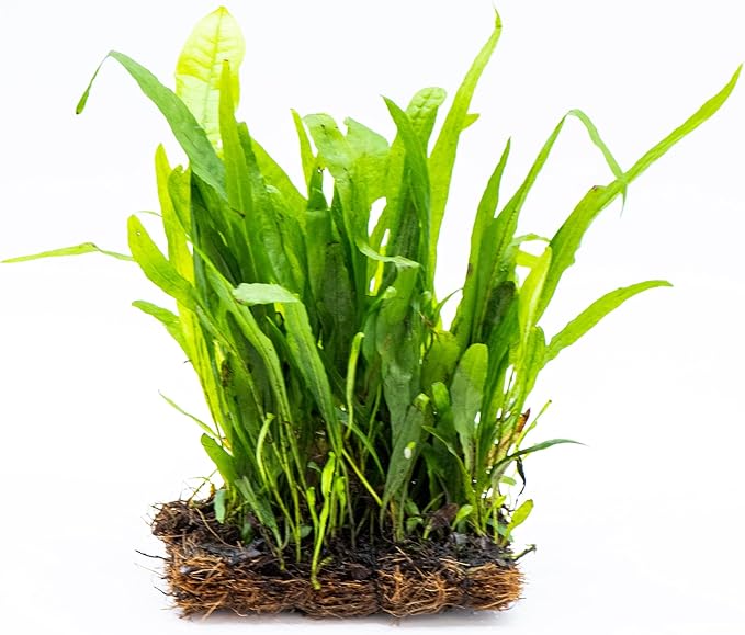 Java Fern Live Aquarium Plants – Windelov, Narrow Leaf & More– Easy Aquascaping Plants for Freshwater Tanks, Low Light, No CO₂ (Java Fern Narrow Leaf Mat)