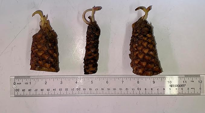 Live Hardy Water Lily Tubers Rhizomes Bulb Seed Nymphaea Aquatic Pond Plants Water Gardens Pre-Grown Flower in White Pink Red Yellow Orange Blue Purple (1, 3 Pk Hardy Lily Mix)