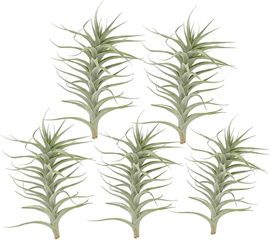 Live Air Plants - Tillandsia Albida 7-12" - 5ct – ragnaroc Live Indoor Plant - Live Arrival Guaranteed - House Plants for Home Decor & Gift