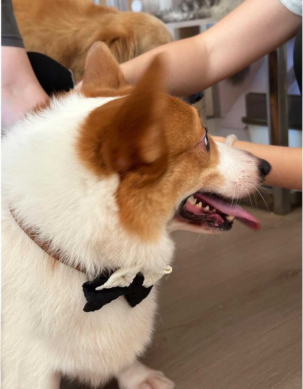 10 PCS Dog Bow Ties, Color Block, Adjustable Pet Bow Tie for Small Medium Large Dog Cat, Collar Attachment Sliding Bowties with Rubber Bands, Grooming Accessories for Wedding Party
