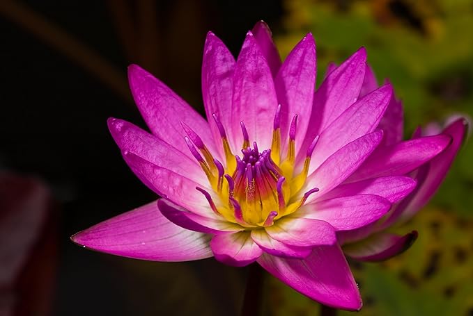 Live Hardy Water Lily Tubers Rhizomes Bulb Seed Nymphaea Aquatic Pond Plants Water Gardens Pre-Grown Flower in White Pink Red Yellow Orange Blue Purple (1, Pink Hardy Pond Lily)