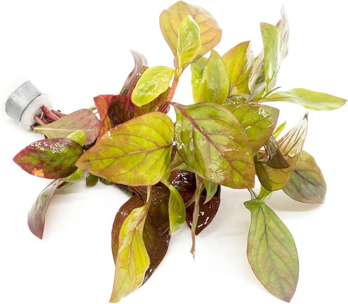 Live Aquarium Stem Plants - Freshwater Aquatic Plant for Fish Tanks, Aquascaping - (Alternanthera Red Broad Leaf, 1 Bunch)