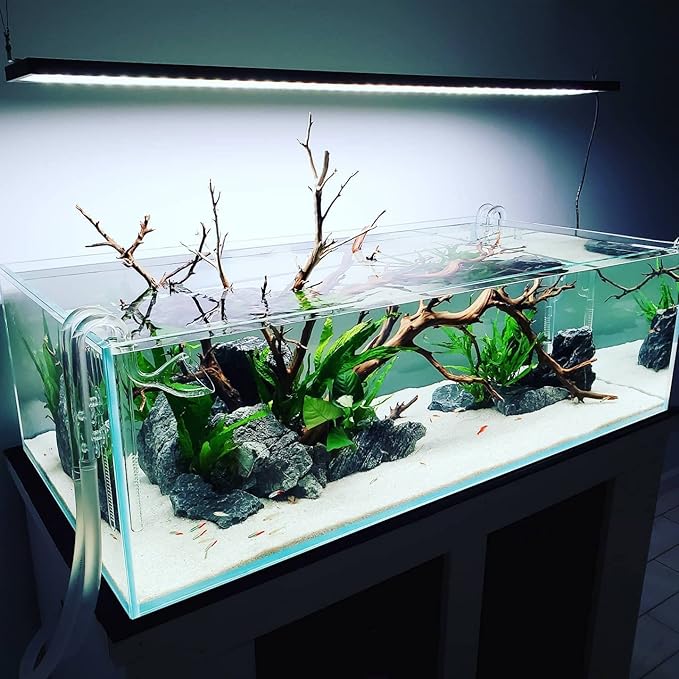 Java Fern Live Aquarium Plants - Potted Freshwater Plant for Fish Tanks - Beginner Friendly, Low Light (Java Fern, 5 Pots)