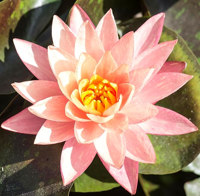 Live Hardy Water Lily Tubers Rhizomes Bulb Seed Nymphaea Aquatic Pond Plants Water Gardens Pre-Grown Flower in White Pink Red Yellow Orange Blue Purple (1, Peach Hardy Pond Lily)