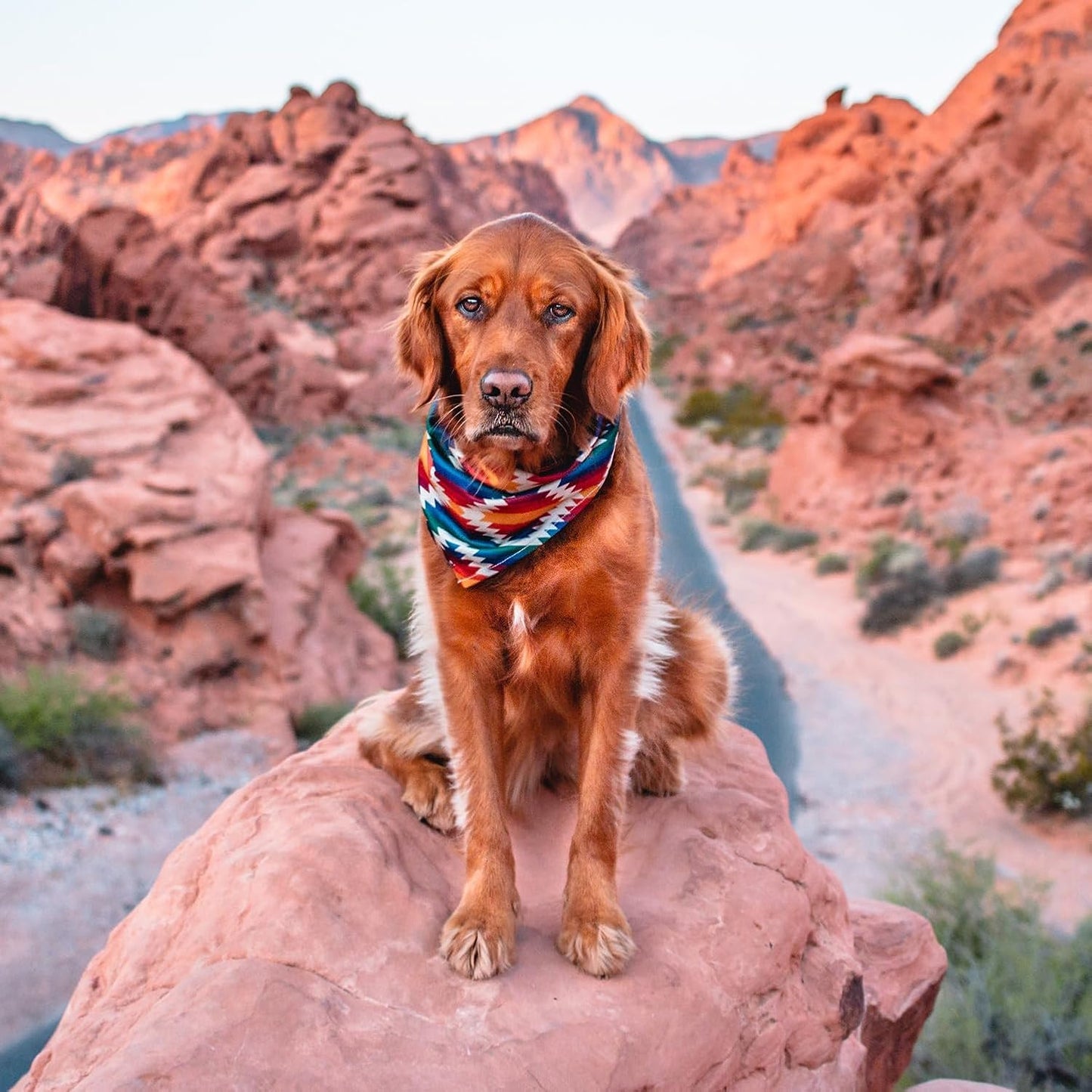 Wilderdog Dog Bandana with Lightweight Quick Drying Poly-Blend Mesh Material in Rainbow