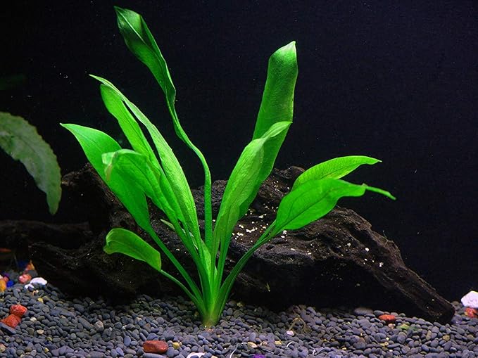Potted Live Aquarium Plants | Freshwater Aquatic Plants for Aquariums (Amazon Sword)