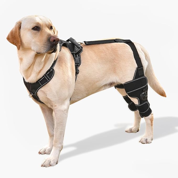 Dog Knee Brace with Adjustable Support – ACL & CCL Tear Recovery, Post-Surgery Stabilization, Mobility Aid for Rear Legs – Includes Secure Chest Harness for Dogs(Both Legs,M)