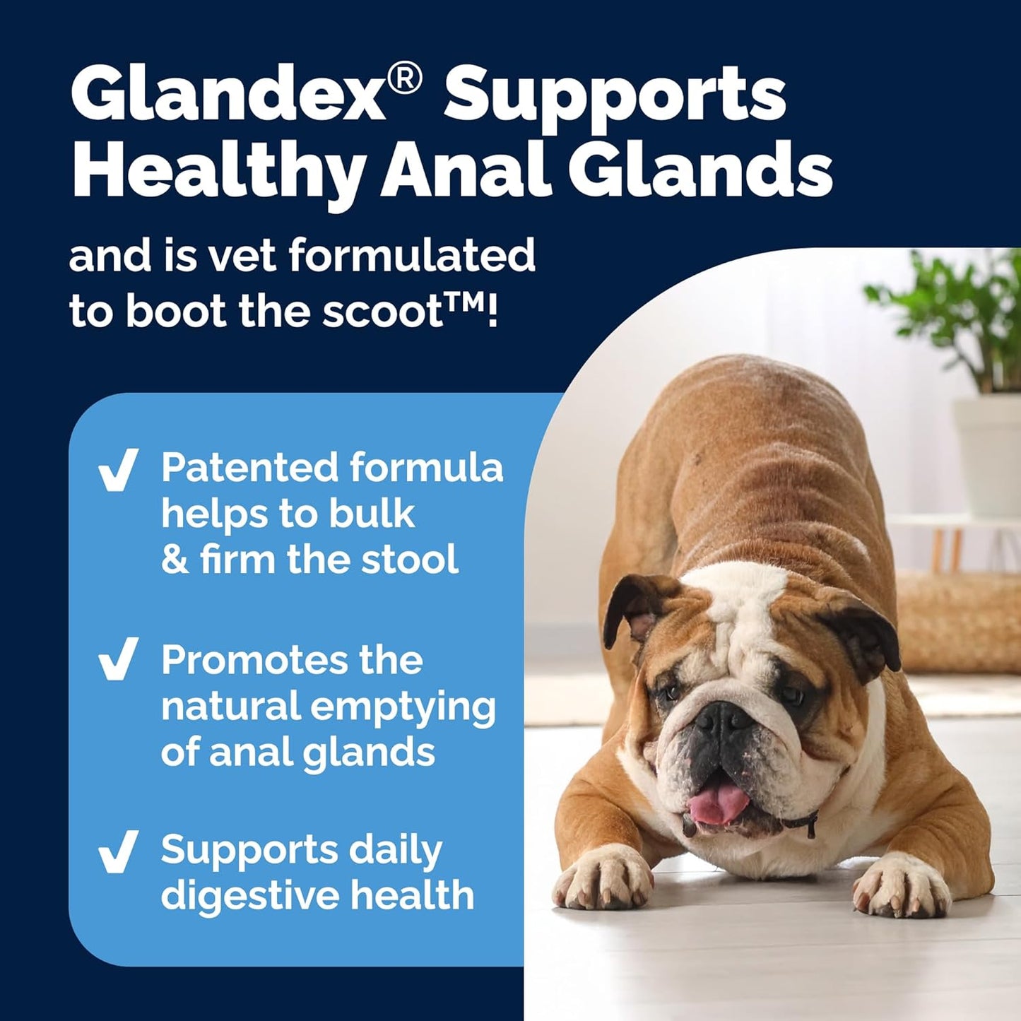 Glandex Dog Fiber Supplement Powder for Anal Glands with Pumpkin, Digestive Enzymes & Probiotics - (Regular or Advanced Strength) - Boot The Scoot (8.5 oz, Advanced Strength Duck & Bacon)