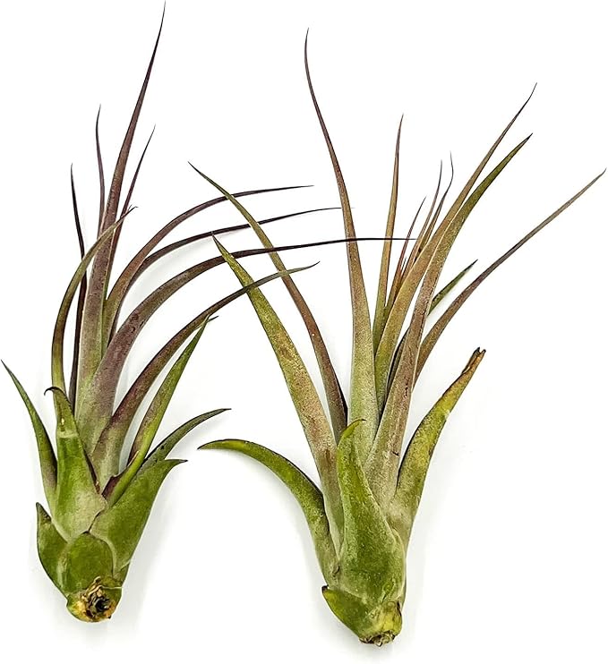 Live Air Plant – Tillandsia Capiput, Jumbo 6-9” - 3 ct - Live Arrival Guaranteed - House Plants for Home Decor & Gift