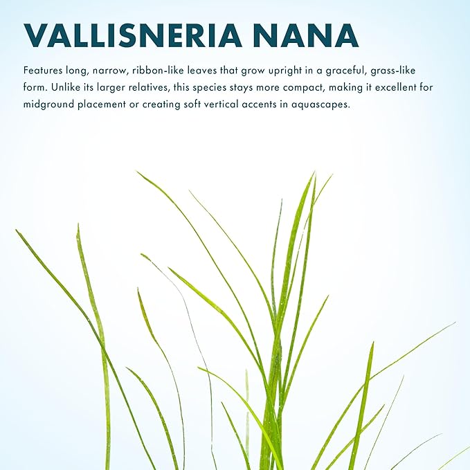 Live Plant - Tall Grass, Vallisneria Nana - Easy Care, Low to Moderage Light, Bright Green Accent, Freshwater Aquatic Plant for Aquascaping - Lead Bunch