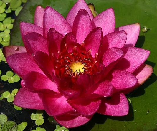 Live Hardy Water Lily Tubers Rhizomes Bulb Seed Nymphaea Aquatic Pond Plants Water Gardens Pre-Grown Flower in White Pink Red Yellow Orange Blue Purple (1, Red Hardy Pond Lily)