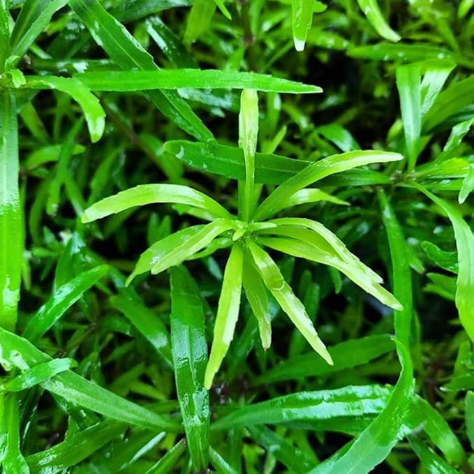 Pogostemon Octopus Potted Live Aquarium Plant Tropical Freshwater Decorations BUY2GET1FREE