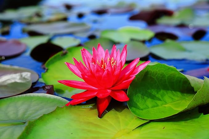 Live Hardy Water Lily Tubers Rhizomes Bulb Seed Nymphaea Aquatic Pond Plants Water Gardens Pre-Grown Flower in White Pink Red Yellow Orange Blue Purple (1, Red Hardy Pond Lily)