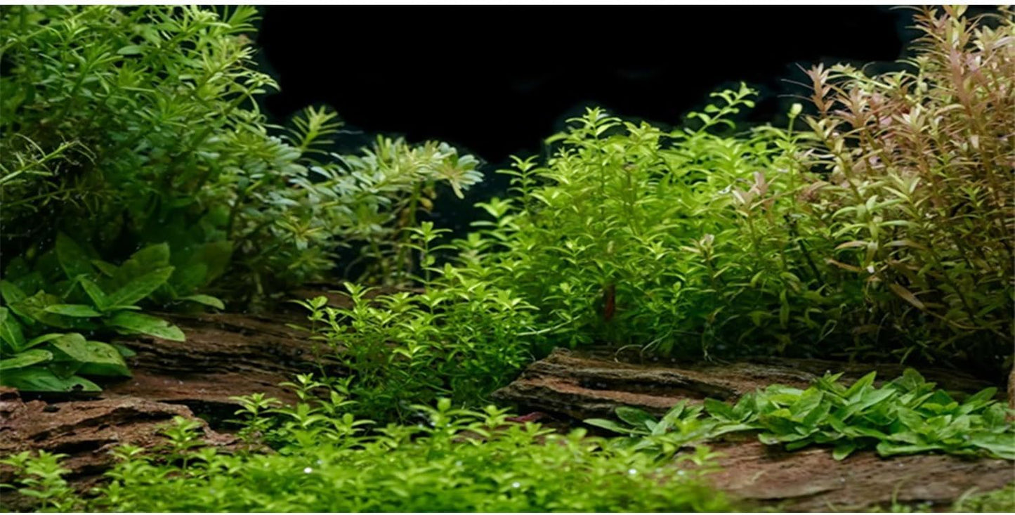 AWERT Aquarium Background River Bed & Lake Aquatic Plant Fish Tank Background Vinyl 36x20 inches