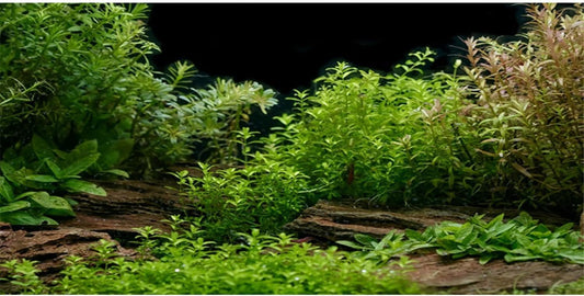 AWERT Aquarium Background River Bed & Lake Aquatic Plant Fish Tank Background Vinyl 30x12 inches