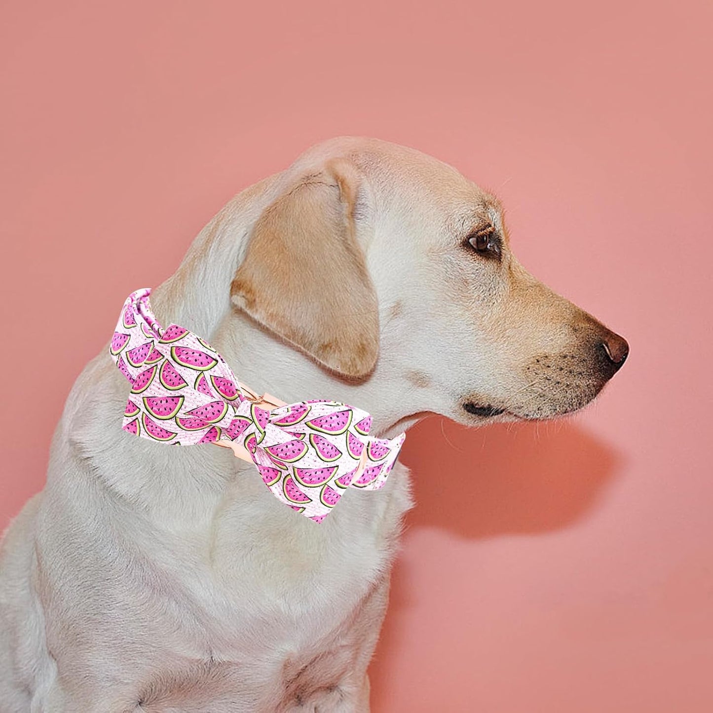 Elegant little tail Dog Collar, Watermelon Print Pet Collar Summer Dog Collar Durable Metal Buckle Dog Collars Cotton Pet Adjustable Dog Collars for Medium Dogs