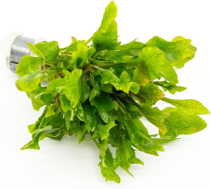 Live Aquarium Stem Plants - Freshwater Aquatic Plant for Fish Tanks, Aquascaping - (Alternanthera Reineckii Variegatus, 4 Bunches)