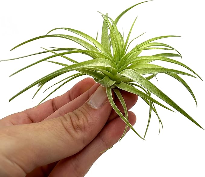 Live Air Plants - Tillandsia Geminiflora 1-3" - 2ct – ragnaroc Live Indoor Plant - Live Arrival Guaranteed - House Plants for Home Decor & Gift