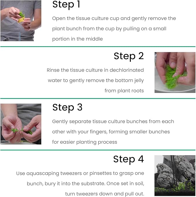 Cryptocoryne Lutea in Vitro Tissue Culture Cup