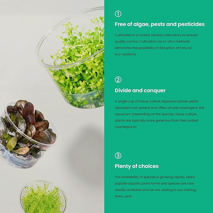 Cryptocoryne Lutea in Vitro Tissue Culture Cup