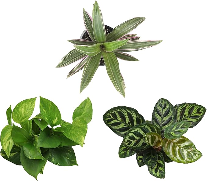 Essential Houseplant Collection (3PK) Live Plants Indoor Plants Live Houseplants in Plant Pots, Easy House Plants Indoors Live, Snake Plant, Pothos in Potting Soil, Clean Air Plants by Plants for Pets