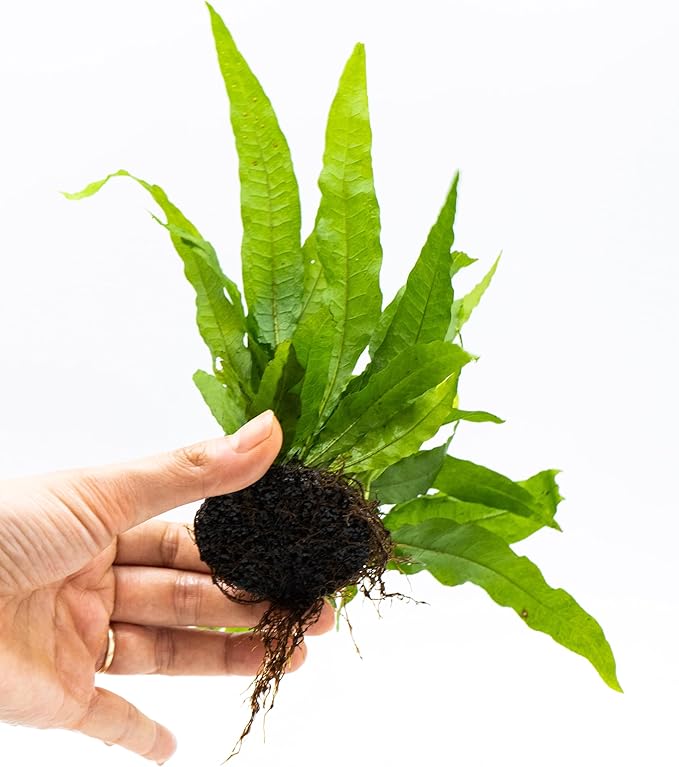 Java Fern Live Aquarium Plants – Windelov, Narrow Leaf & More– Easy Aquascaping Plants for Freshwater Tanks, Low Light, No CO₂ (Java Fern 'Microsorum Pteropus' on Nutripad)