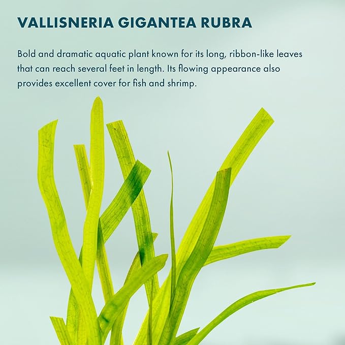 Live Plant - Tall Grass, Red Jungle Vallisneria - Easy Care, Moderate to High Light, Reddish Green Accent, Freshwater Aquatic Plant for Aquascaping - Lead Bunch