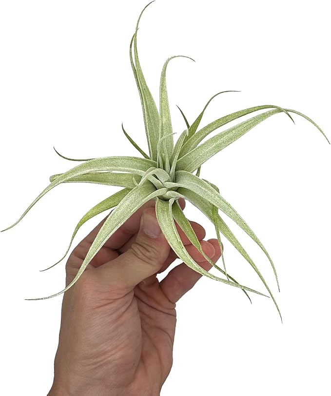 Live Air Plants - Tillandsia Albida 3-5" - 1ct – ragnaroc Live Indoor Plant - Live Arrival Guaranteed - House Plants for Home Decor & Gift