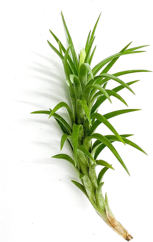 Live Air Plants – Tillandsia Araujei, Large 5” – 1ct – Live Arrival Guaranteed – House Plants for Home Décor & Gift