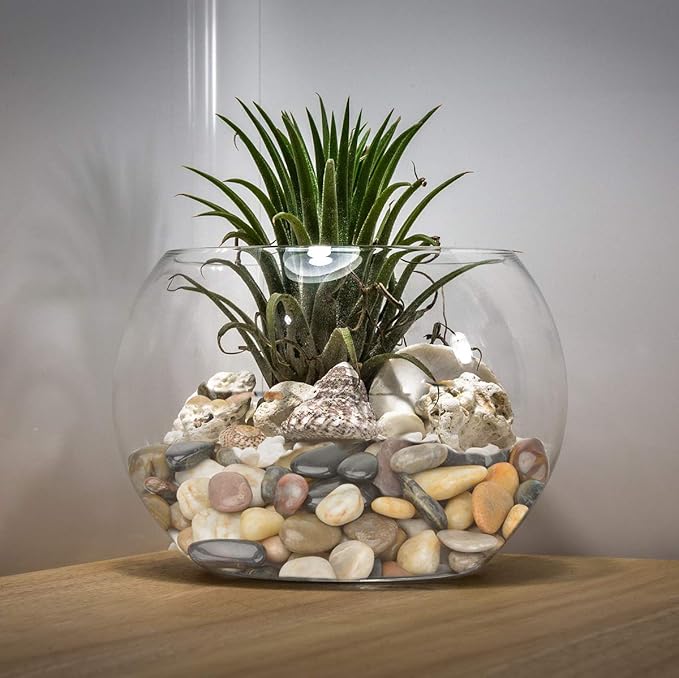 Mr. Fireglass Natural Polished Pebbles, 1 Inch Decorative Mixed Color Stones Aquarium Gravel River Rocks for Vase, Succulents, Landscaping and Home Decor (5-lb Bag)